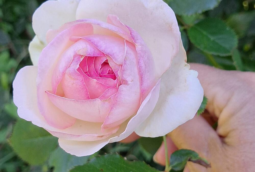 Un champ de roses à Riec sur Belon