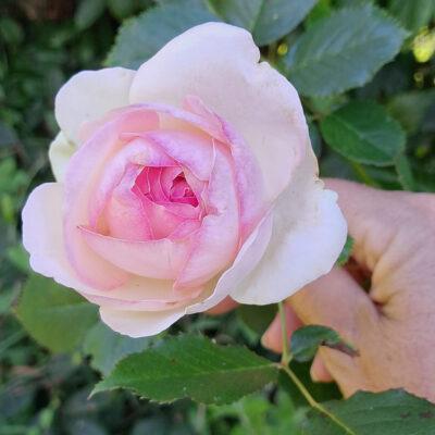 Un champ de roses à Riec sur Belon