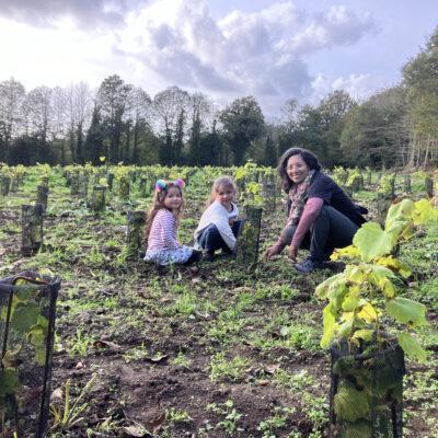 Des vignes à Querrien